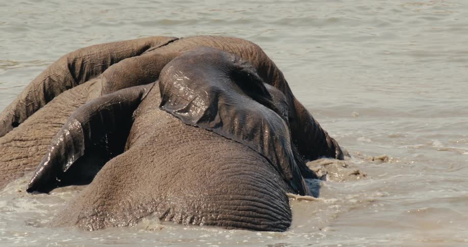 Elephants immersed interact in group within water body