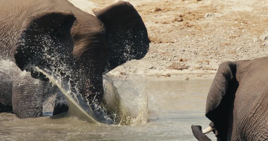 Elephant raising trunk toward another in shallow pool on arid ground