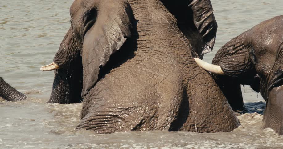 Elephants soaking in a river during daytime