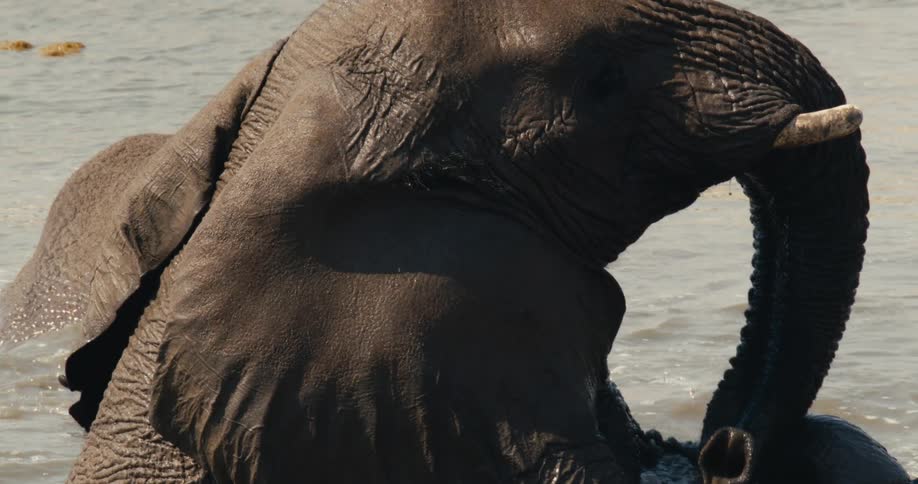 Elephants in the water