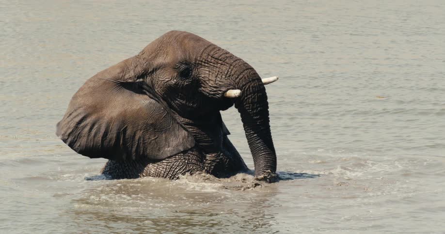 An elephant bathes in the river at midday submerging itself