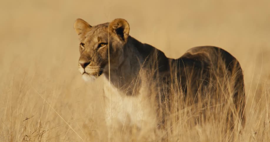 Tall grass surrounded the big cat
