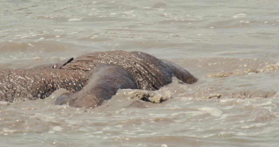 Elephant partially submerged splashes water with trunk