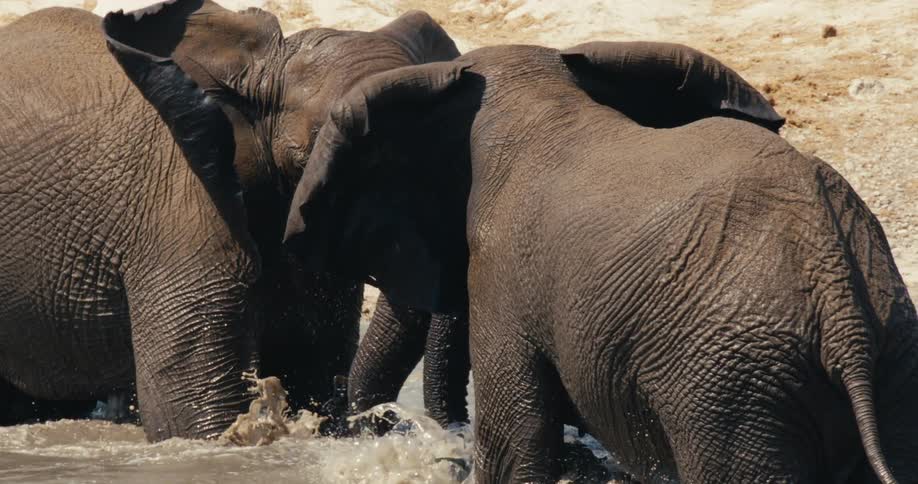 Elephants in the water