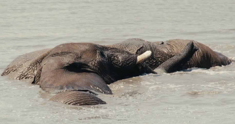 African elephant lies partially submerged in a body of water with its trunk raised