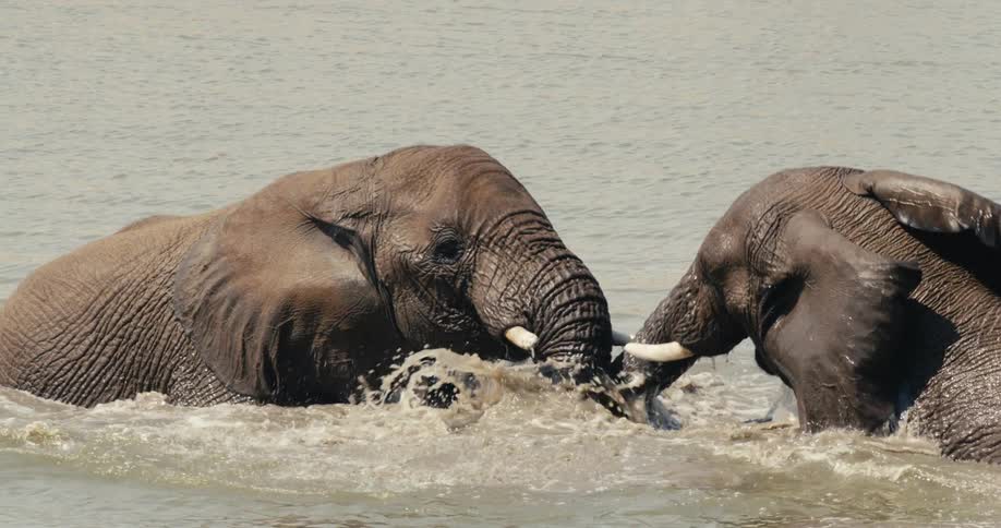 Elephants in the water