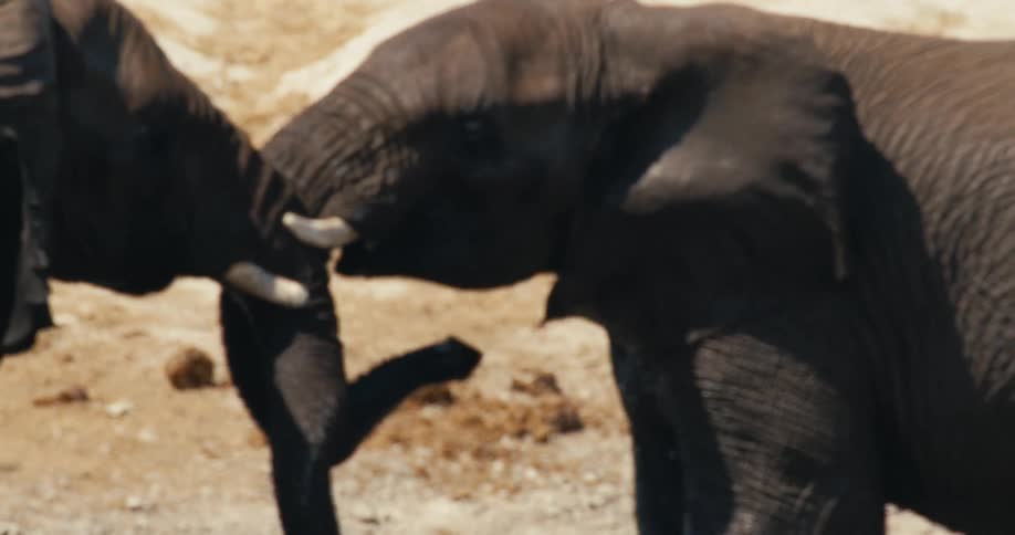 Two elephants entwining trunks on dry terrain