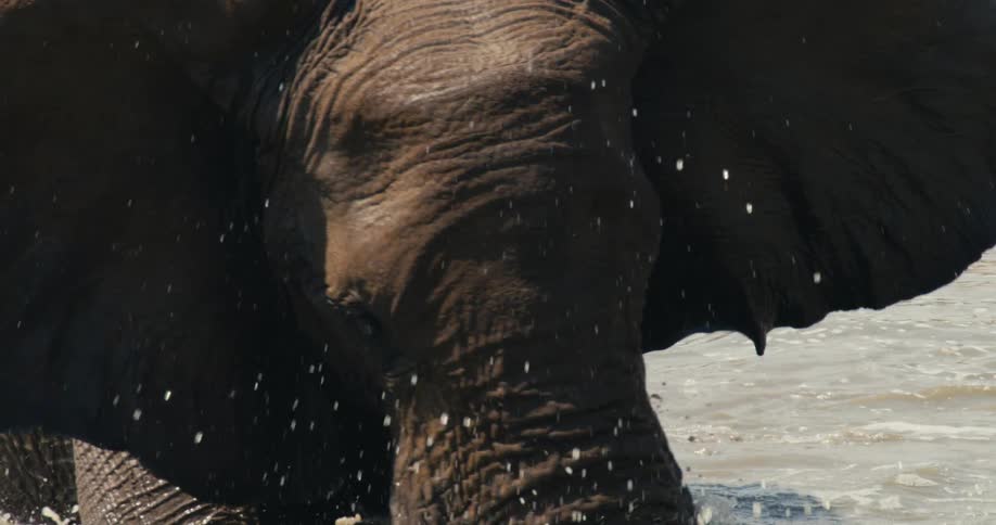 An elephant playing in the water
