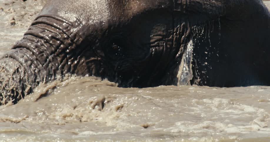 Elephant submerging while bathing in river on sunny day