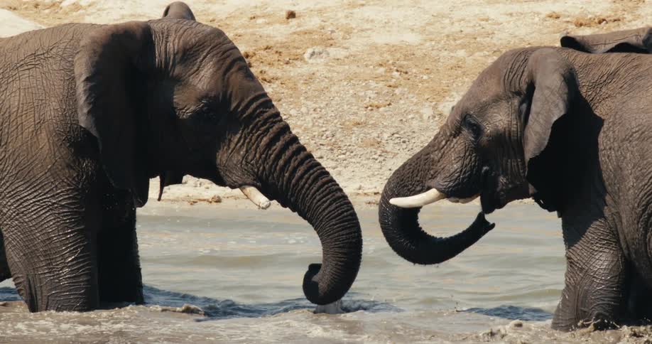 The elephants touch their trunks together in the stream