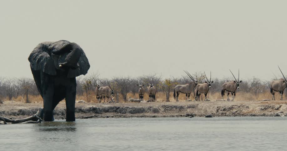 Standing kneedeep in a murky waterhole a massive elephant uses its trunk to shower itself with cooling mud while a herd of oryx watches silently from the dry bank
