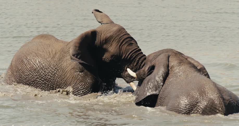 Elephants standing in the water splashing