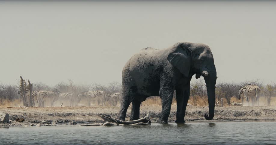 An elephant standing out near some water