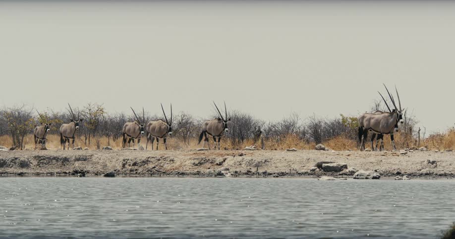 The herd of animals head towards the stream