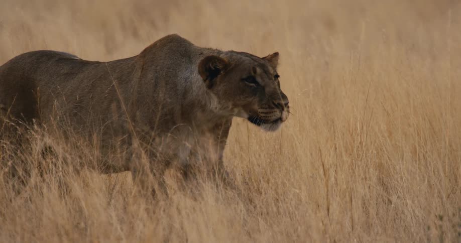 Lioness walks through dry grassland savanna during a hunt
