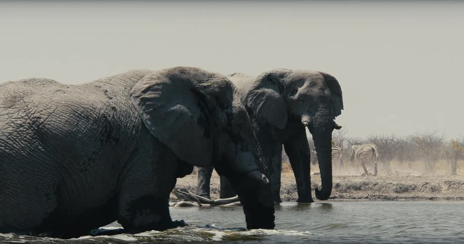 Two large gray african elephants stand in a shallow muddy waterhole on a dry sunny day with one drinking in the foreground and the other looking forward a group of zebras is visible in the dusty background