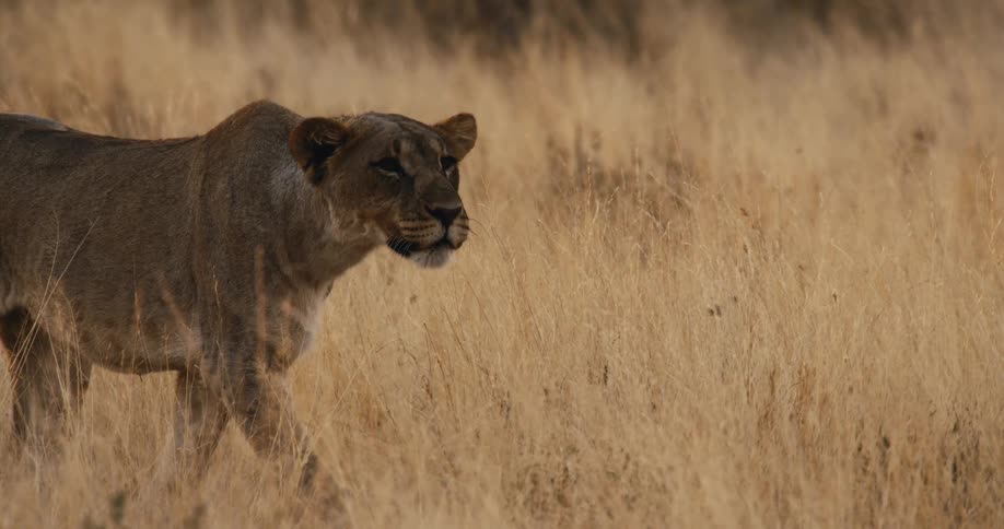 A lion walking in grass areas