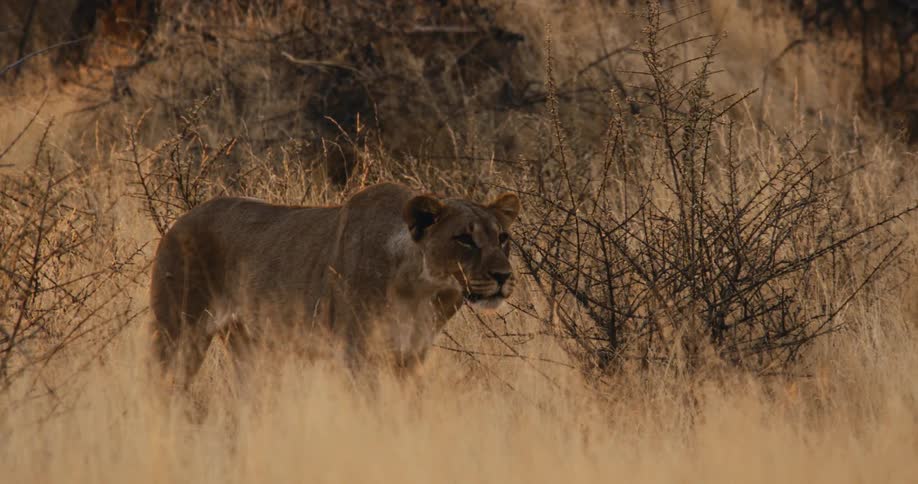 A lioness slowly emerges from tall dry grass and thorny bushes walking toward the foreground with a focused predatory gaze in the goldenhued african wilderness