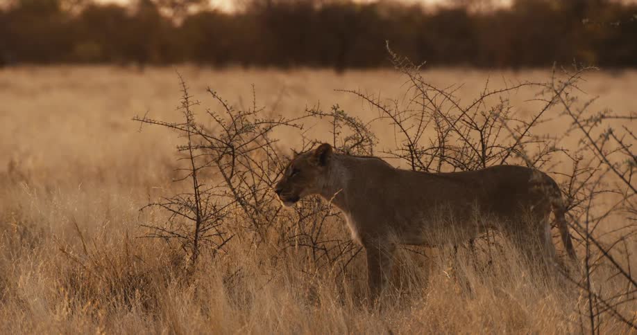 A lioness stands amidst tall dry grass and thorny bushes in the golden light