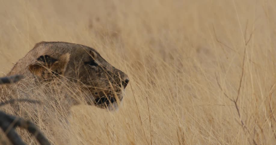 A lioness sits on the brown safari grass and aloe at midday