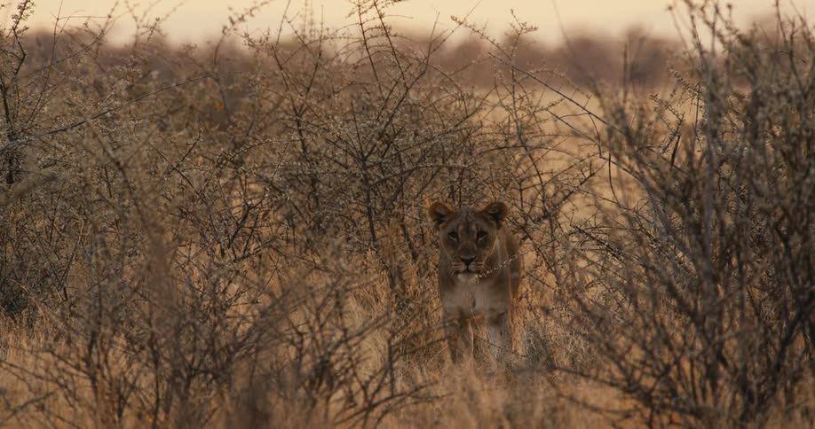 The lion walks through the brush