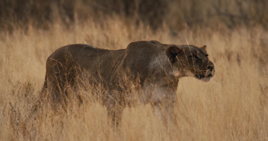 The lion paces through the tall yellow grass