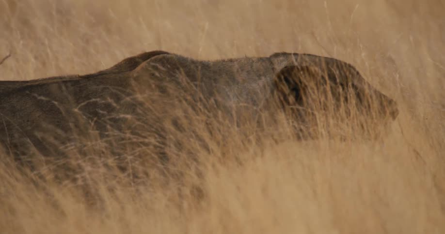 Big cat walks through a field of tall dry grass and sits down