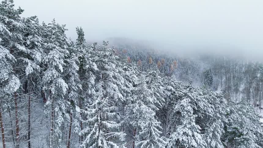 A forest of snowcovered trees stands near a small town at midday with fog covering the atmosphere in the background