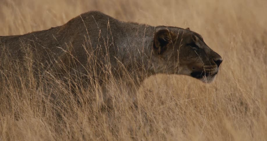 Female lion walks through a field of tall dry grass