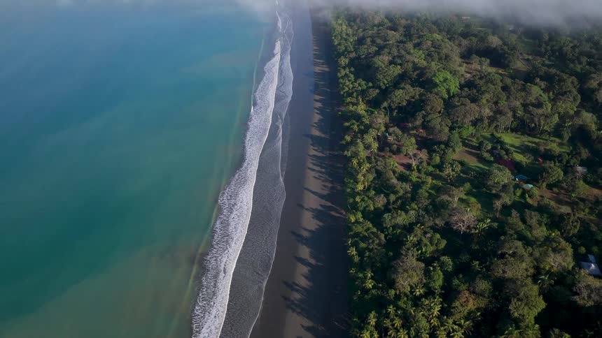 A large forest is by the beach