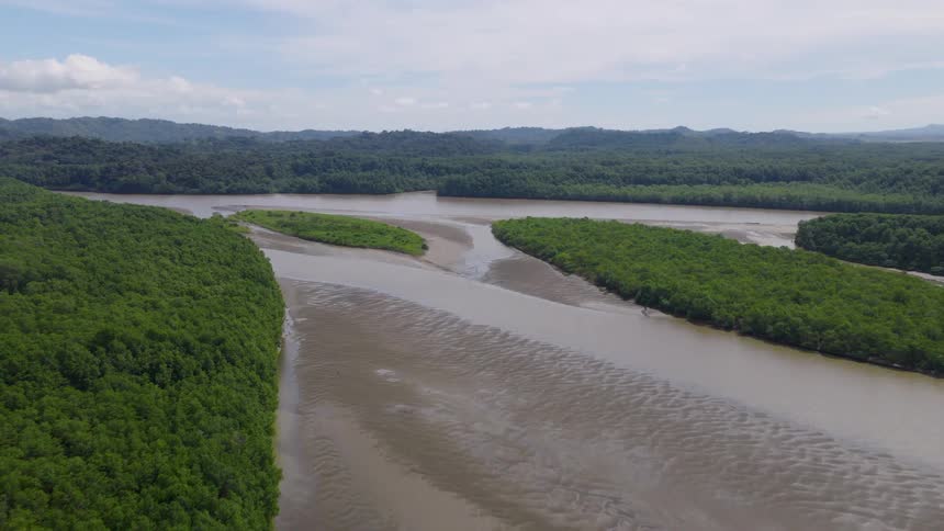 A river lined with forest and grasses flows at midday