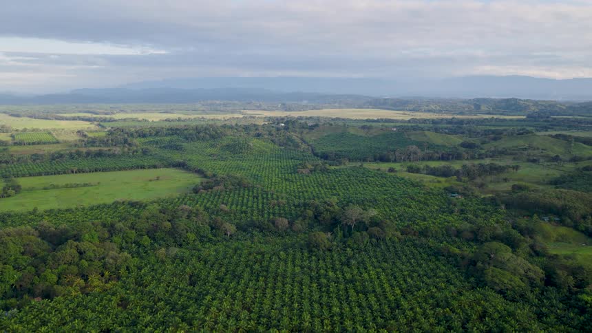 An aerial view of trees in a forest