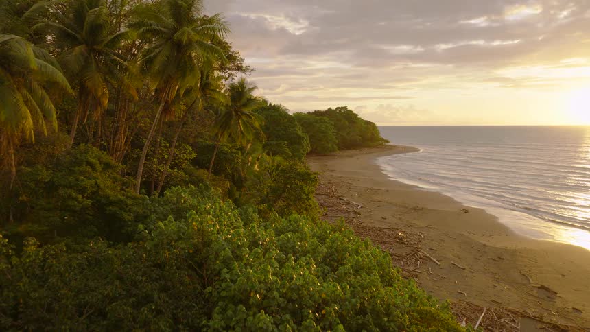 The beach is lined with palm trees