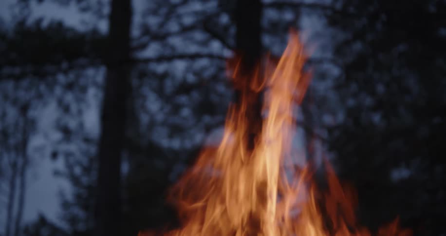 Flickering high orange and yellow flames burn brightly in the foreground against a blurred dark forest backdrop of silhouetted trees at twilight