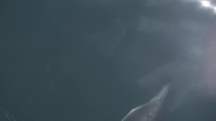 The top half of a grey dolphin swimming underwater near the ocean surface