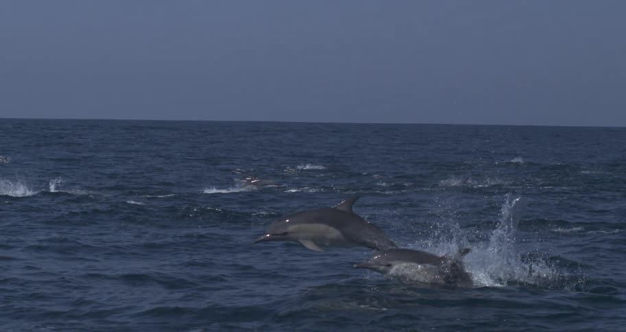 Dolphin leaps horizontally above the ocean with water splashing around