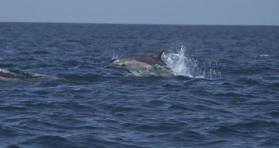 A pod of dolphins energetically leaps from the choppy blue ocean their sleek grey bodies arching over the waves while water droplets lightly obscure the foreground