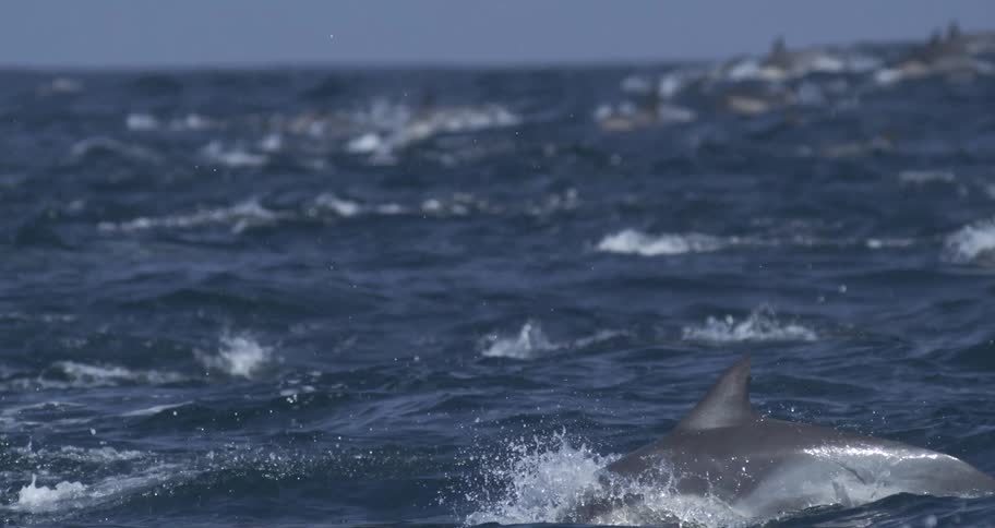 A pod of dolphins dives and swims in the ocean