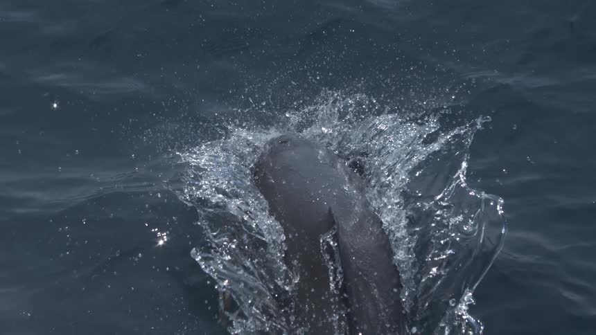 A dolphin bursts through the ocean surface with splashing water all around