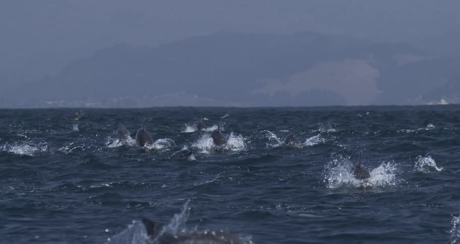 A group of porpoises swim together and break the surface of the ocean