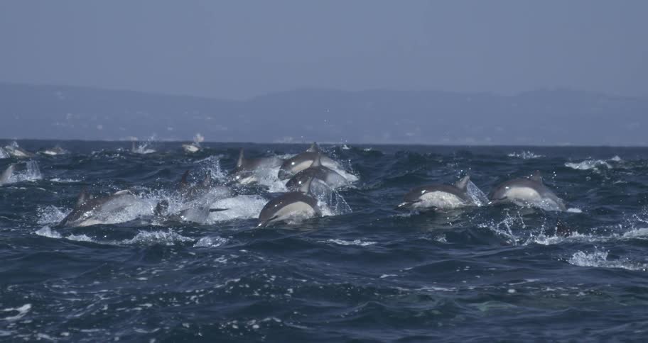 A large pod of dolphins breaches and swims vigorously through choppy dark blue ocean watersin the background a hazy coastline or distant mountains rise up against the pale sky