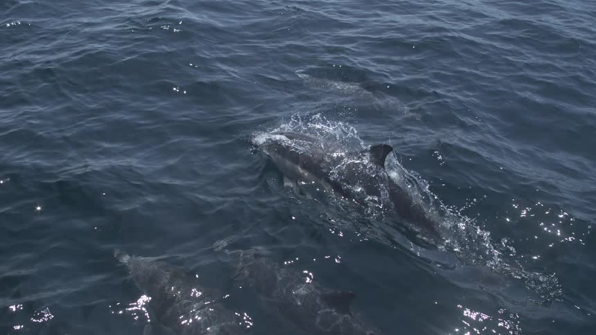 The video captures a pod of dolphins swimming just beneath the surface of dark blue moderately choppy ocean waterone dolphin briefly breaks the surface showing its dorsal fin and creating a splash before submerging again surrounded by other visible