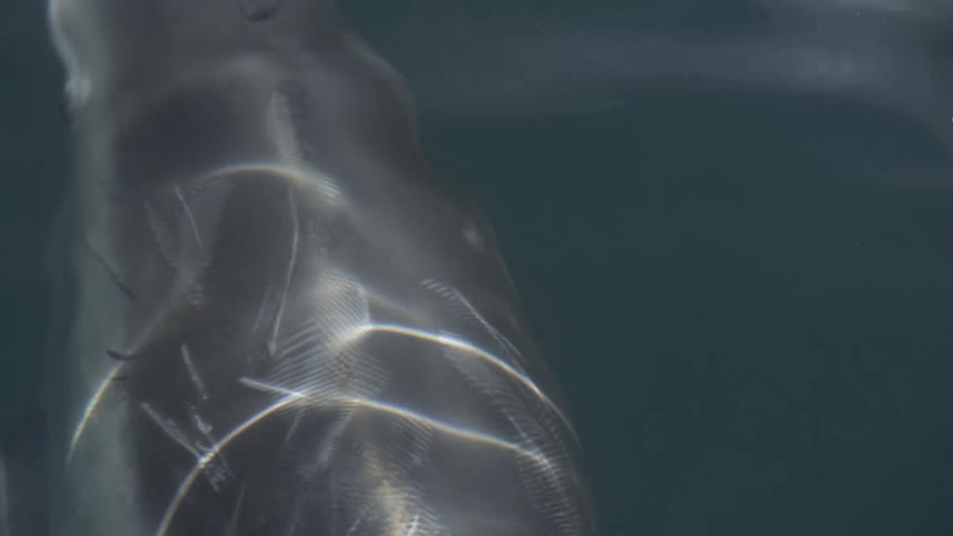 A bottlenose dolphin with visible scars glides just below the calm surface of the water its skin shimmering with intricate patterns of reflected light