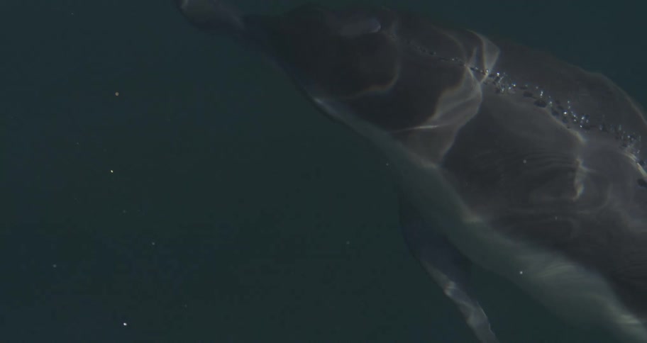 The top half of a grey dolphin seen swimming just under the waters surface