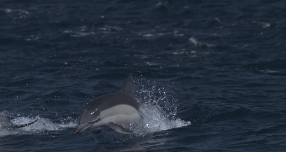 The three videos feature dolphins swimming in the ocean with the first video offering a closeup of a single dolphins face just at the surface of dark waterthe other two videos show pods of dolphins leaping or surfacing in groups in dark blue choppy