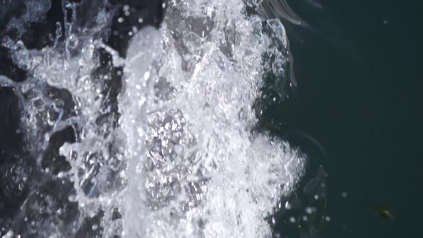 A close up of a dolphins body and dorsal fin on the ocean surface with a lot of splashing and waves