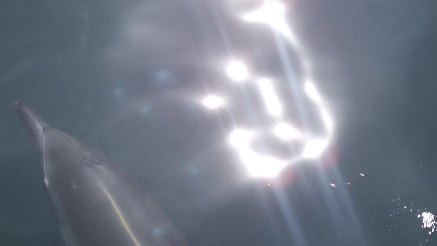 Dolphin swims through water reflecting the glaring sunlight