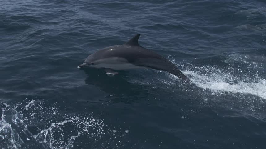 A dolphin leaps gracefully from the water