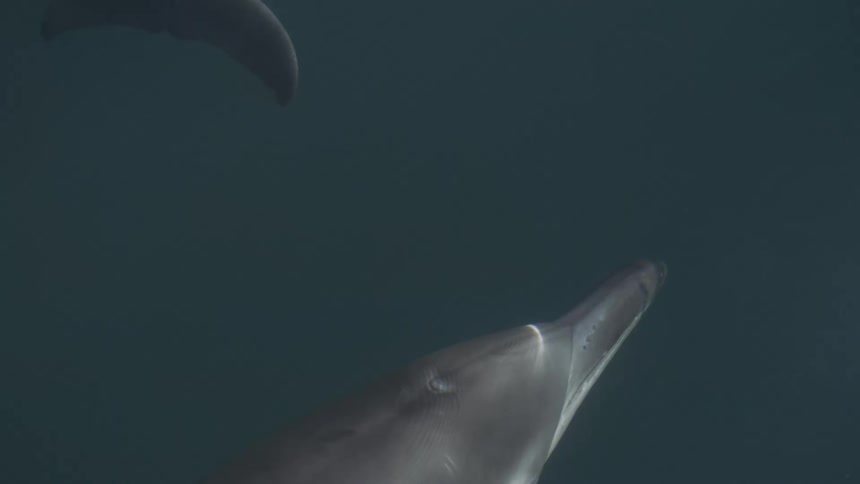 The video begins with a closeup shot of a dolphins tail fluke moving underwater followed by a slowmotion sequence as the dolphin swims upwards toward the surfacethe dolphins long snout and head break the surface of the dark water creating bright