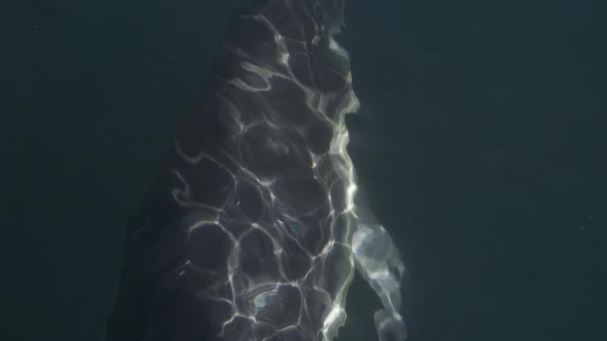 The dolphins swim fast underwater